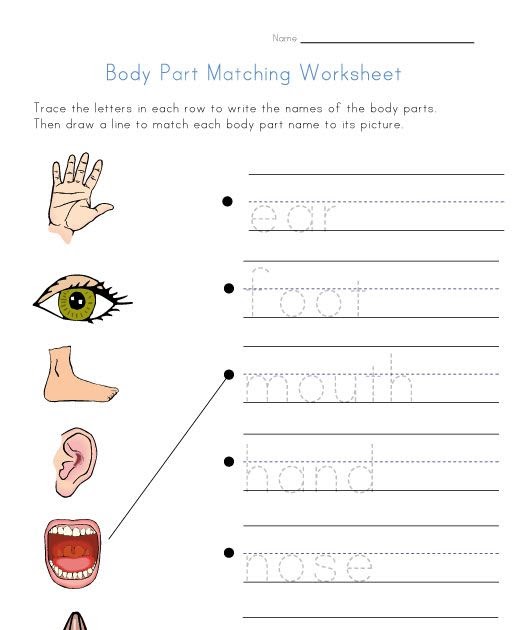 body parts worksheet nursery free downlaod worksheets