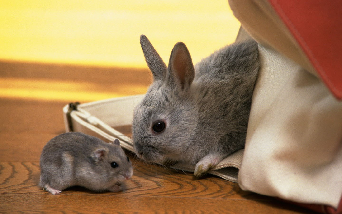 50 うさぎ 壁紙 かわいい 花の画像
