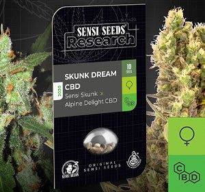 Sensi Seeds Research Skunk Dream CBD Feminized