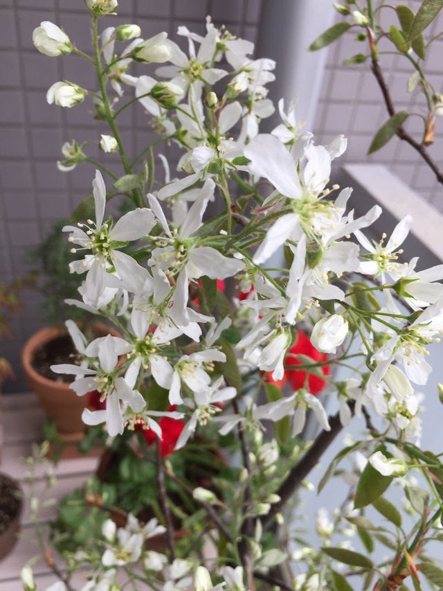 最新ジューンベリー 花 最高の花の画像