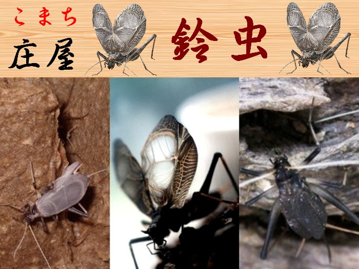 50 素晴らしい鈴虫 食べ物 花の画像