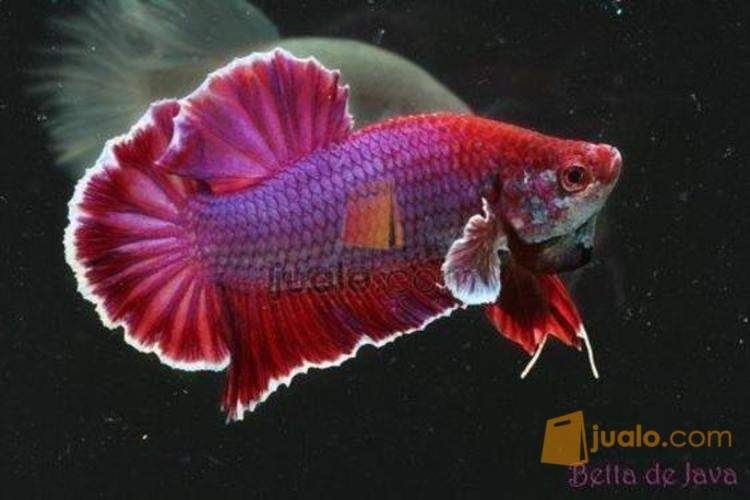 Menakjubkan 30 Gambar Kartun  Ikan  Cupang Gambar Kartun 