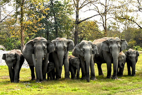 Image result for Manas National Park Assam India