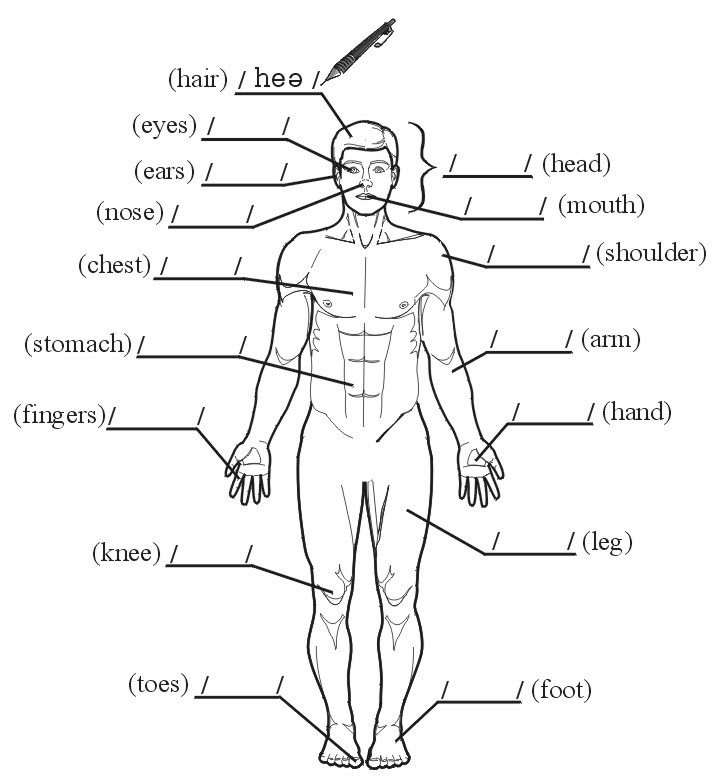 Label The Body Parts In French Worksheet Human Body Anatomy
