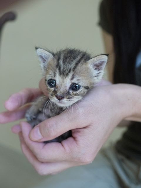 Hd限定かわいい 赤ちゃん 猫 写真 イラスト画像