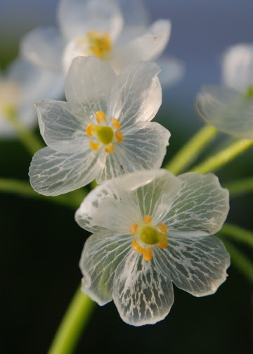 心に強く訴えるガラス細工 花 最高の花の画像