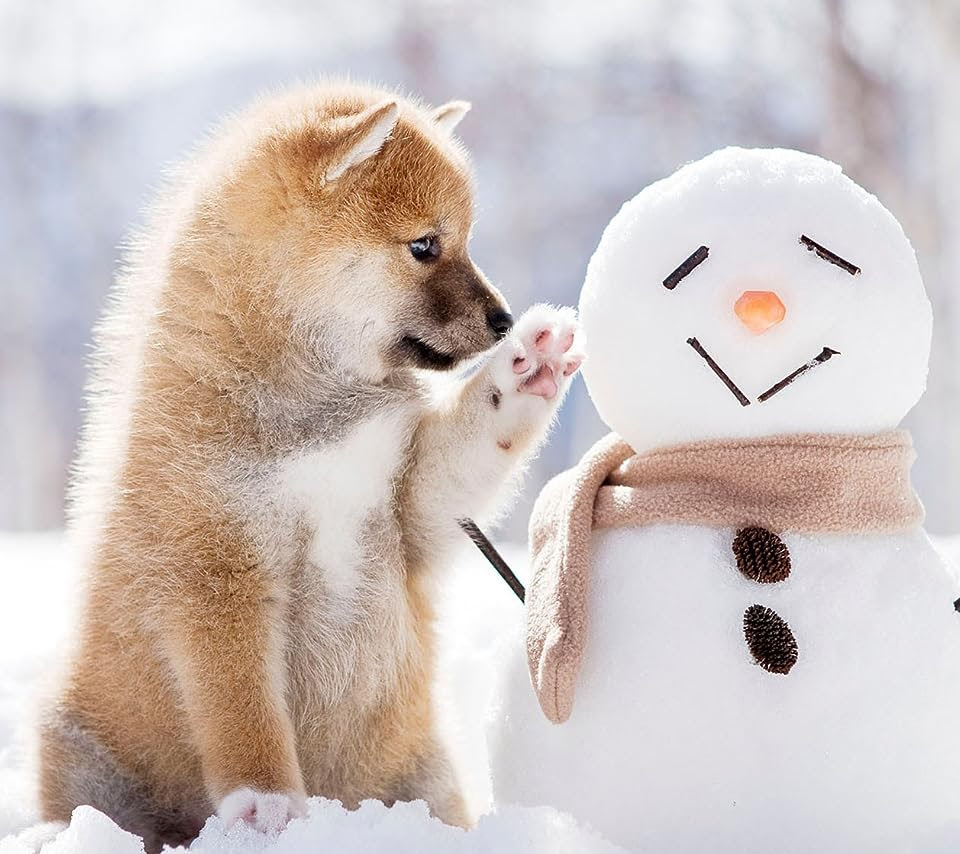 ここへ到着する 犬 可愛い 壁紙 髪型トレンド