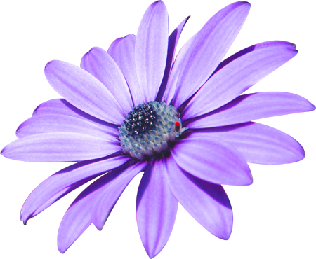 最高花 素材 透過 すべての美しい花の画像