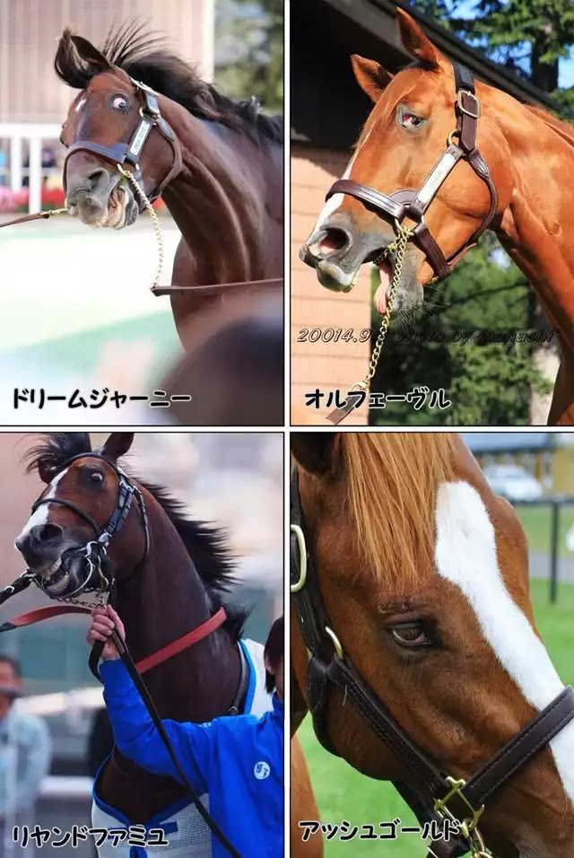 ロイヤリティフリーオ ルフェーヴル 壁紙 最高の花の画像