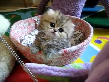 Kasword 赤ちゃん 猫 可愛い 写真