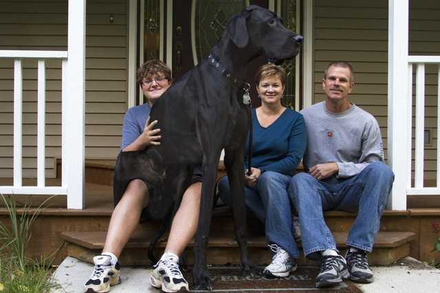 世界一大きい犬 画像 3867 世界一大きい犬 画像 Saikonomuryogazorate