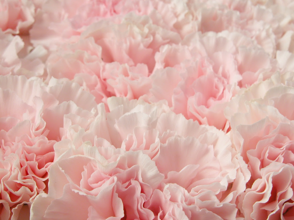 すべての花の画像 最高かつ最も包括的な背景 カーネーション 壁紙