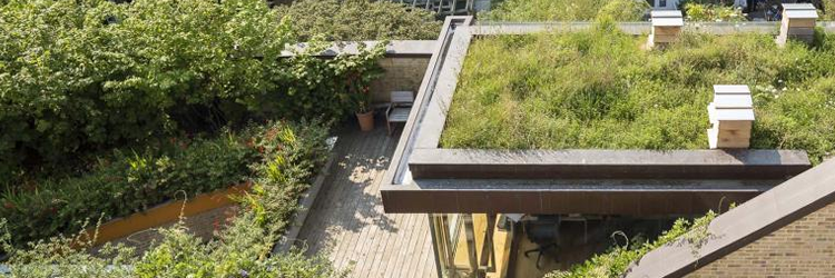 ge: everything you need to know about green roofs