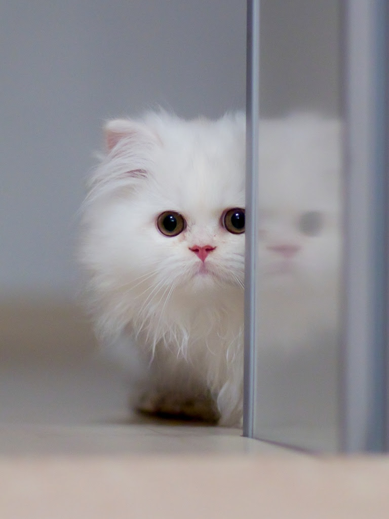 If you have one of your own you'd like to share, send it to us and we'll be happy to include it on our website. Cute White Cat Ultra Hd Desktop Background Wallpaper For 4k Uhd Tv Widescreen Ultrawide Desktop Laptop Tablet Smartphone