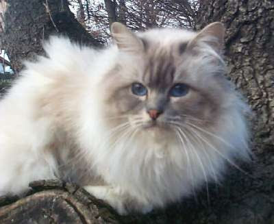 Chat Gris Et Blanc Poil Long Get Images One