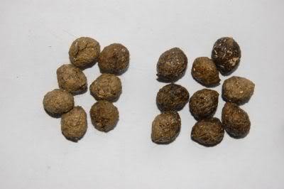 Hellbrauner Stuhl Mit Schwarzen Punkten / Urin Und Kottelkunde