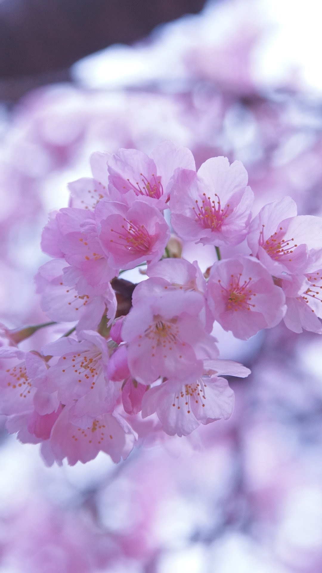 ディズニー画像ランド これまでで最高の桜 壁紙 高画質 Iphone