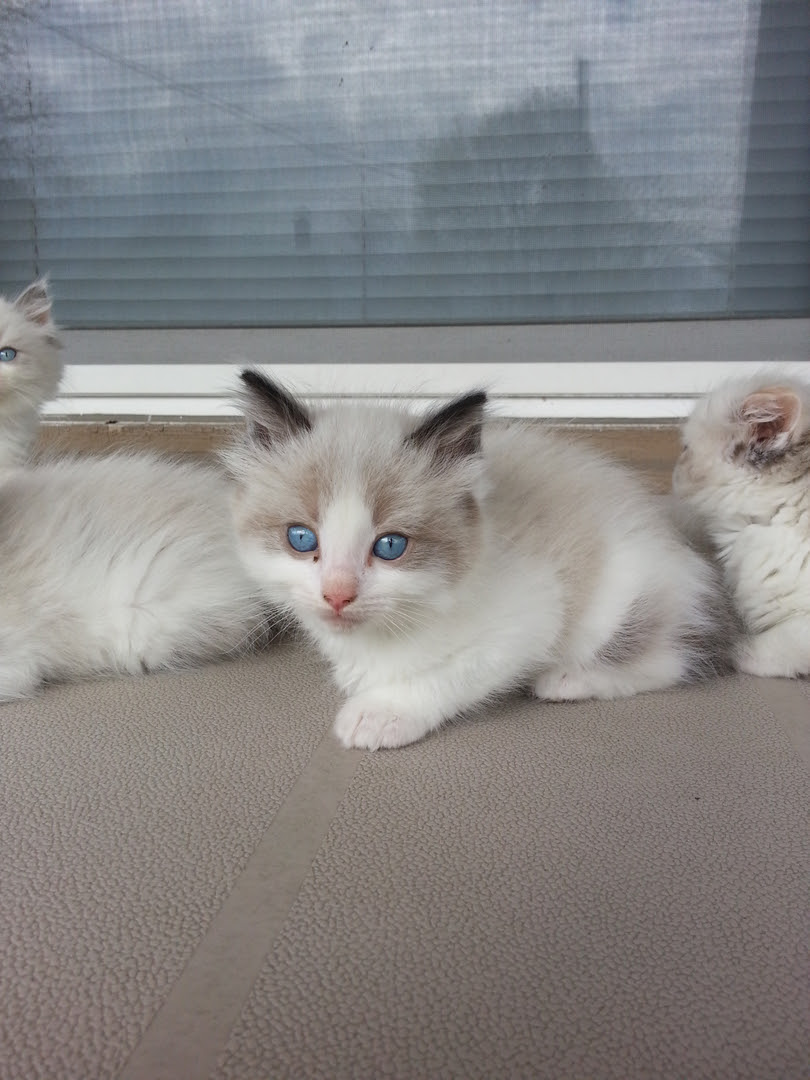 Check out our ragdoll cat selection for the very best in unique or custom, handmade pieces from our mugs shops. Ragdoll Ridge Ragdoll Kittens For Sale Ragdoll Cats Ragdoll Cats For Sale