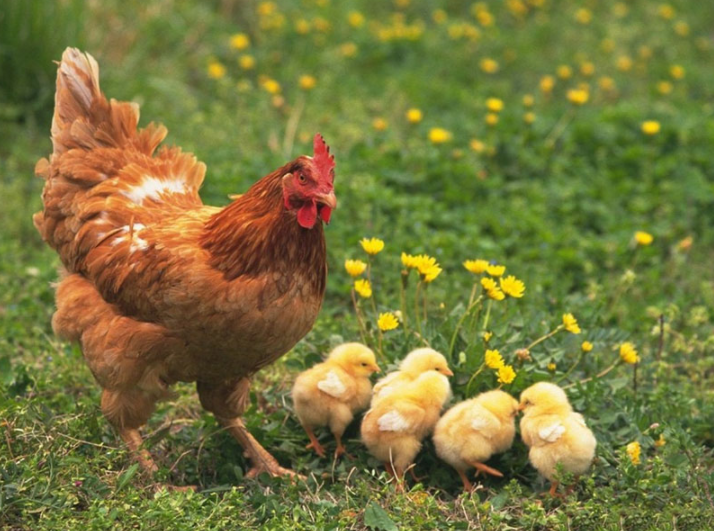 Ayam Betina dan Anaknya