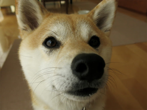 Jpsipokerqlax 無料ダウンロード 犬 目の周り 黒い点 2907 犬 目の周り 黒い点