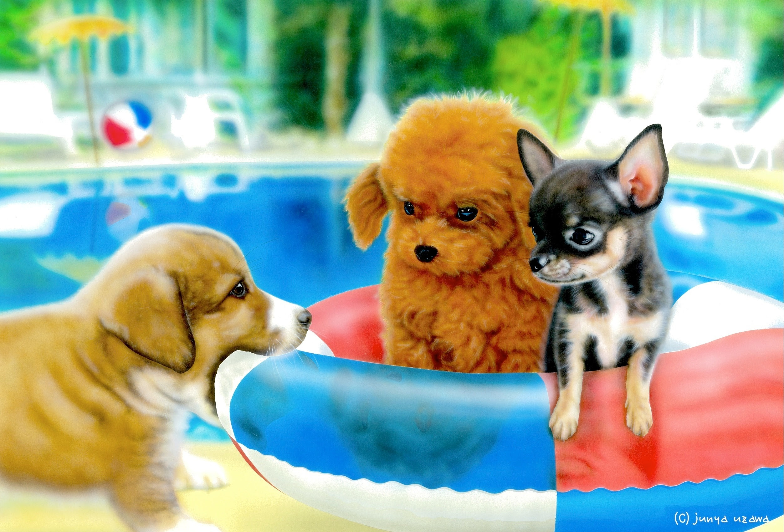 35 子犬 壁紙 Jpbestwallpaper