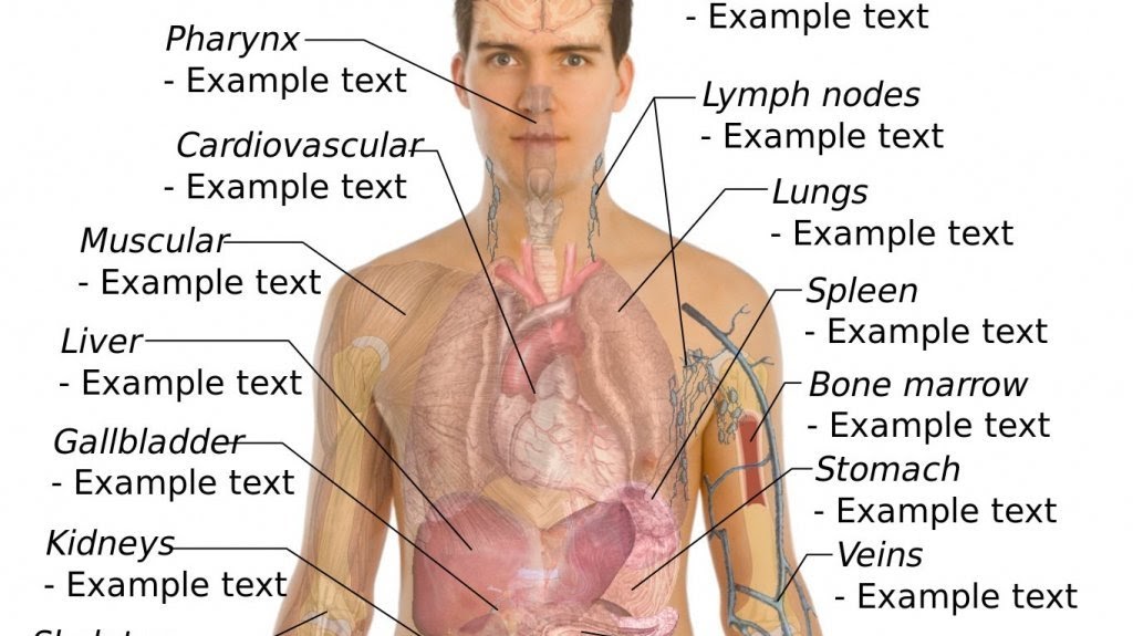 Male Anatomy Diagram - Human Male Anatomy 3d model ...