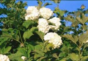 Infiorescenze che si raggruppano a grappoli 2. Orto Botanico