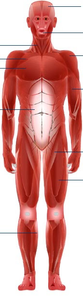 Nervous system, skeleton, front view of muscles, back view of muscles. Bbc Science Nature Human Body And Mind Anatomy Muscle Anatomy