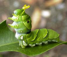 Japan Image アゲハ蝶 幼虫 ツノ