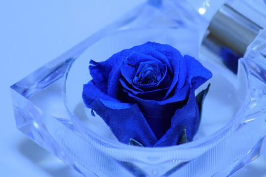 注目すべきイラスト トップ 100 薔薇 無料 素材