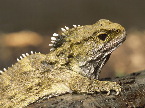 A tuatara reptile on top of a branch.