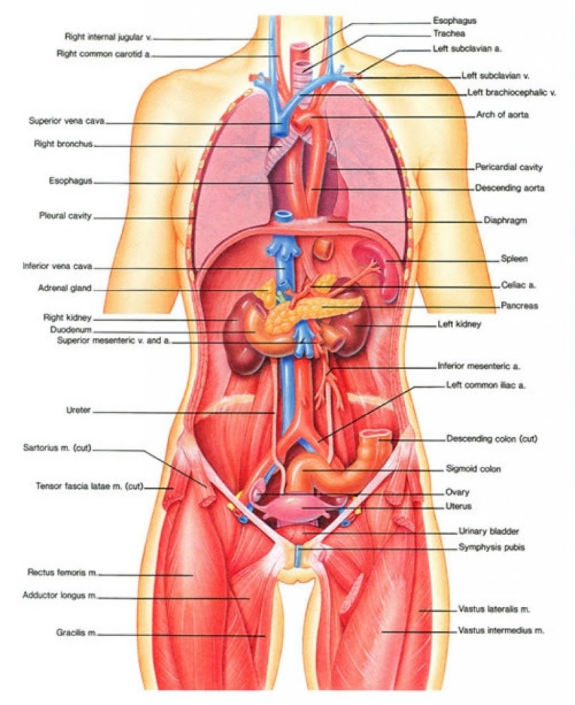 Related posts of human body ribs liver diagram. Humbody Organs Drawing At Getdrawings Free Download