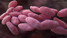 bacteria