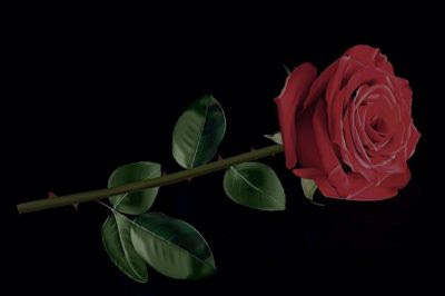 心に強く訴える薔薇 花 言葉 黒 最高の花の画像