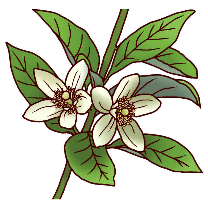 すべての美しい花の画像 最新みかん 花 イラスト