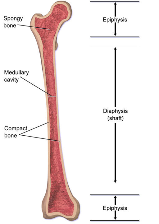 The articular surfaces are smooth, even after articular cartilage is removed. Parts Long Bone Primary Category Anatomy Qa
