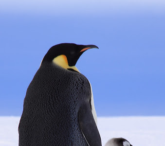 皇帝ペンギン ヒナ 壁紙 の最高のコレクション 花の画像