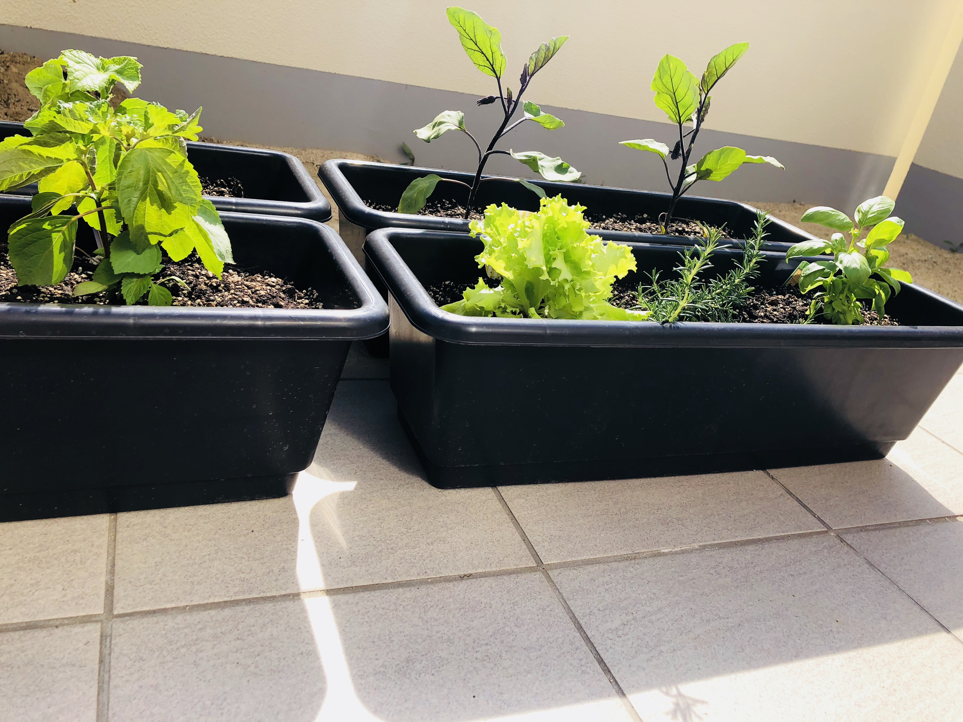 すべての美しい花の画像 ベスト50 ダイソー 植木鉢 サイズ