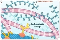 Structure and Function of Proteoglycans