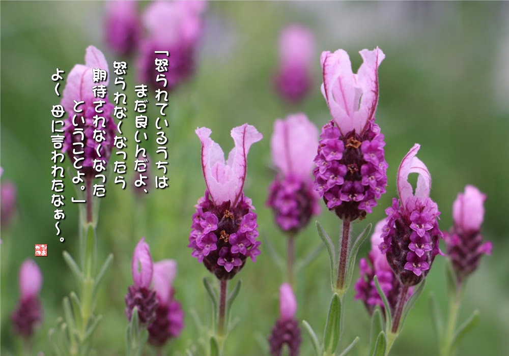 ぜいたくラベンダー 花 言葉 最高の花の画像