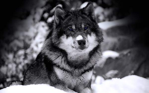 美しい花の画像 元の白黒 犬 イラスト かっこいい