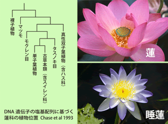 すべての美しい花の画像 最高ハス と 睡蓮