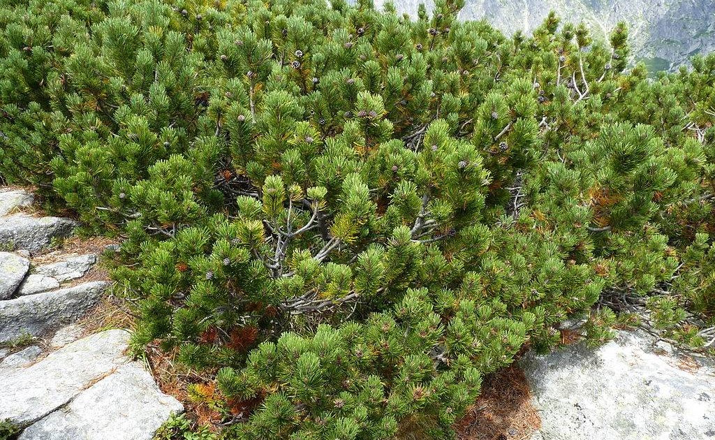Struktur Pada Daun Pinus  Yang Berfungsi Untuk Mengalirkan 
