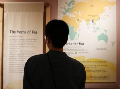 A man reading a panel about The Home of Tea