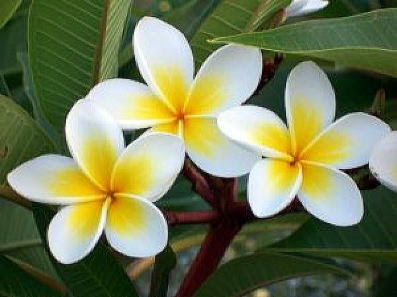 心に強く訴えるプリメラ 花 最高の花の画像