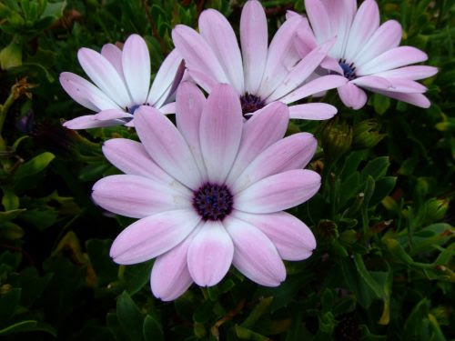 美しい花の画像 ぜいたく8月 花 花言葉