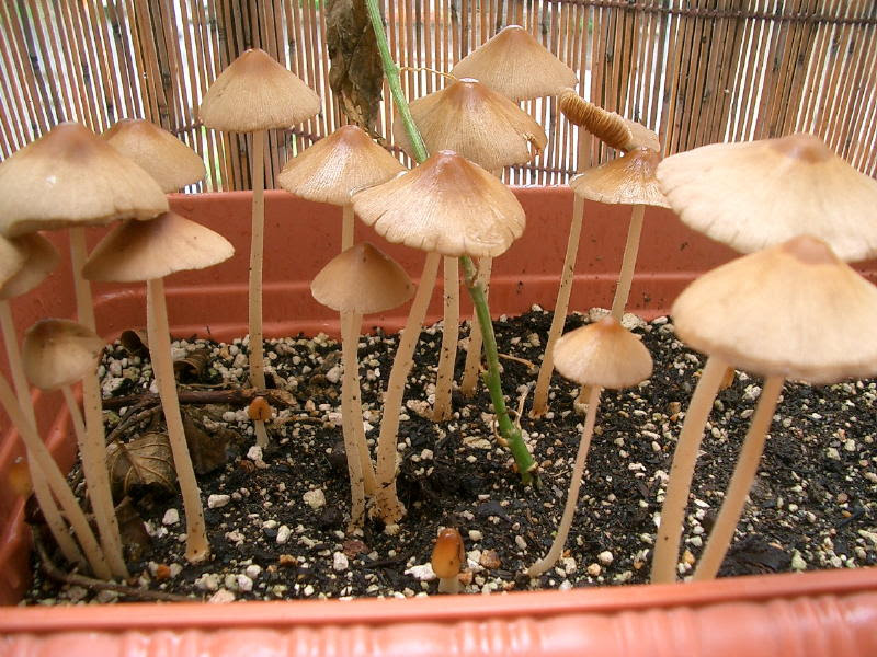 リーガン ネスト 解釈する 植木鉢 きのこ 茶色 Tigermilkbs Jp