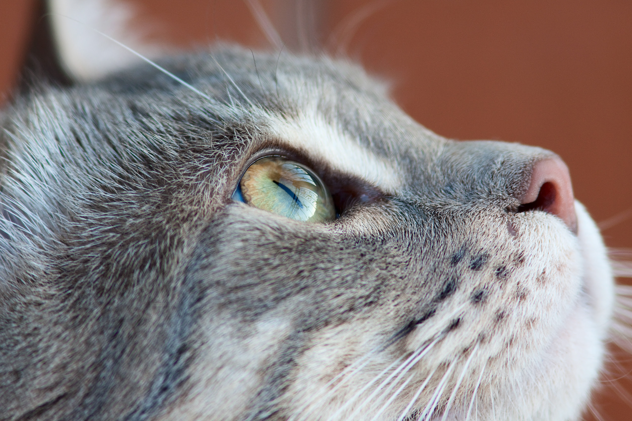 すべての美しい花の画像 最新壁紙 猫 画像 高 画質