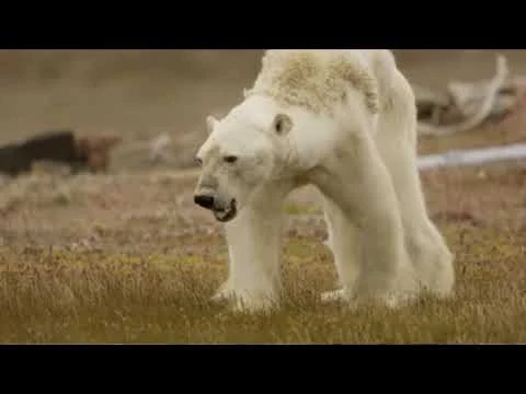 Oso Polar Muere A Causa Del Calentamiento Global - s i m p l e m e n t e u n p o e t a .b l o g s p o t . c o m....h t t p: // n i d o m a v e .m f o r o s . c o m..... No aprendimos la lección.....South Jordan, Utah...11 de diciembre, 2017.... No aprendimos la lección..... El planeta la tierra con sus habitantes muchos y muchas perdieron el rumbo.... Basura por todos lados ya son indolentes no les importa tirar los desechos como algo normal para ellos, para ellas, rutina de ser cochinos de la desidia suma de la porquería......