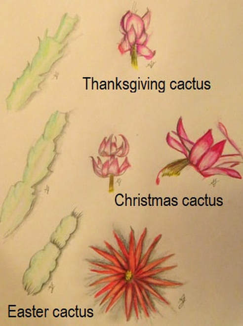 (schlumbergera truncatus = zygocactus truncatus). Amanda S Garden Website Blog The Garden Website Com